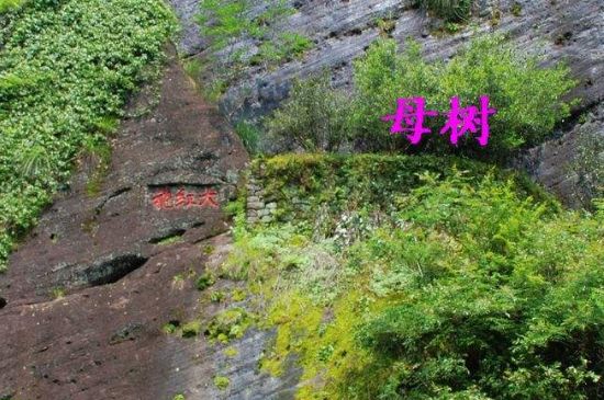 大紅袍拼配什么意思，大紅袍用什么茶拼配的