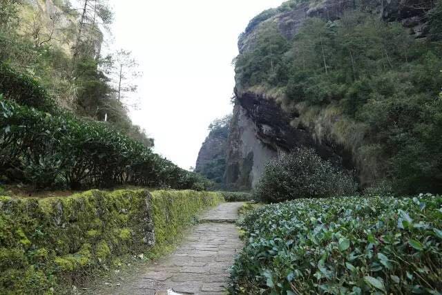 武夷山為什么盛產(chǎn)茶葉，武夷山茶為什么好喝？