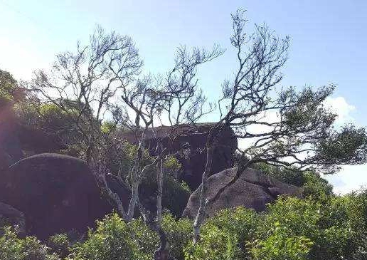 宋種一號(hào)價(jià)值為什么高，鳳凰單樅宋種1號(hào)價(jià)格與產(chǎn)量多少？