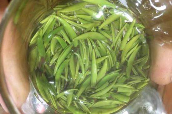 雀舌有一股青草味，雀舌為什么有青草味？