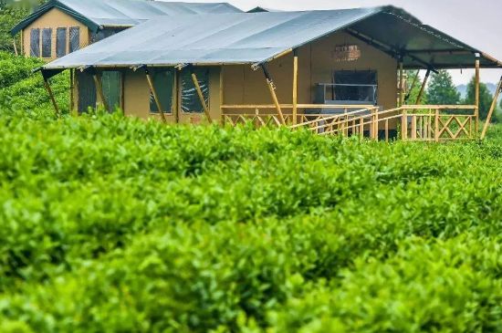 金壇雀舌算不算好茶，金壇雀舌屬于什么檔次茶葉？