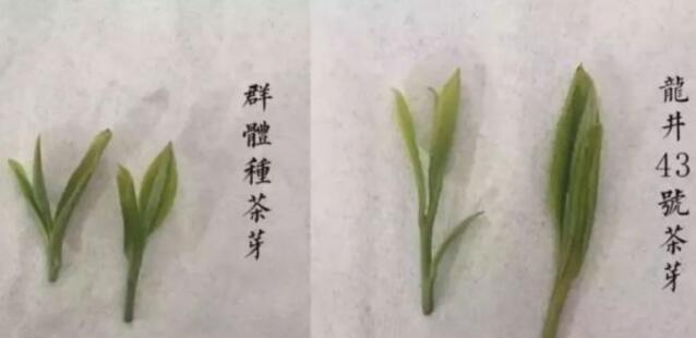 43號(hào)龍井屬于好茶嗎，龍井茶43號(hào)是什么意思？