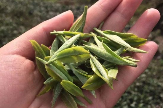 福建什么茶葉最出名，福建名茶有哪些？