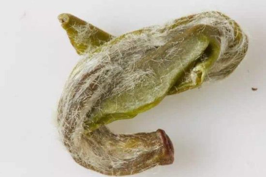 羊巖勾青是綠茶嗎，羊巖勾青茶屬于什么茶？