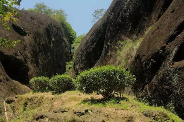 武夷山為什么盛產(chǎn)茶葉，武夷山茶為什么好喝？