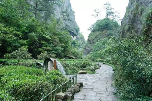 武夷山為什么盛產(chǎn)茶葉，武夷山茶為什么好喝？