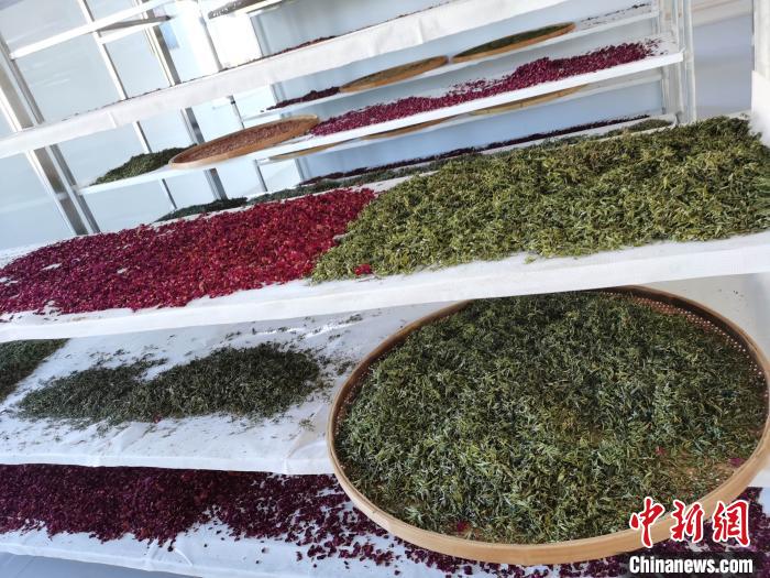 圖為王玲玲收購的各種山茶?！⊥貘Q遠(yuǎn) 攝