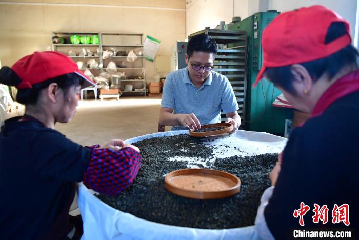 圖為張元豪在生產(chǎn)車間內(nèi)與工人一起查看茶葉品質(zhì)。　張斌 攝